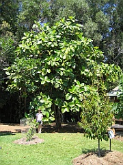 CairnsTC255 Rainforest Station